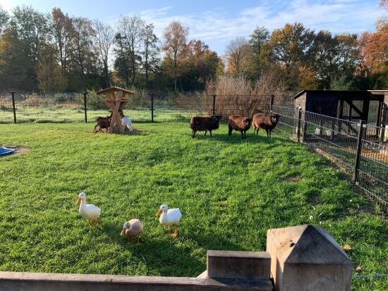 dierenweide