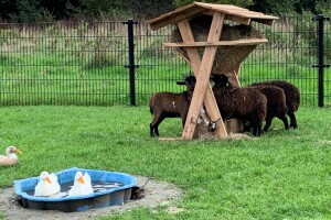 schapen eten