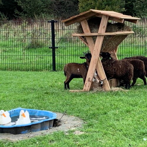 schapen eten