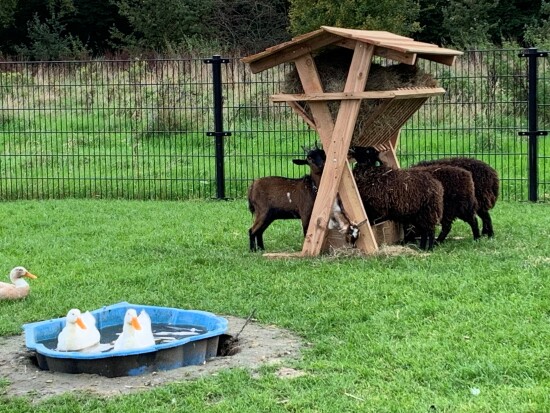 schapen eten